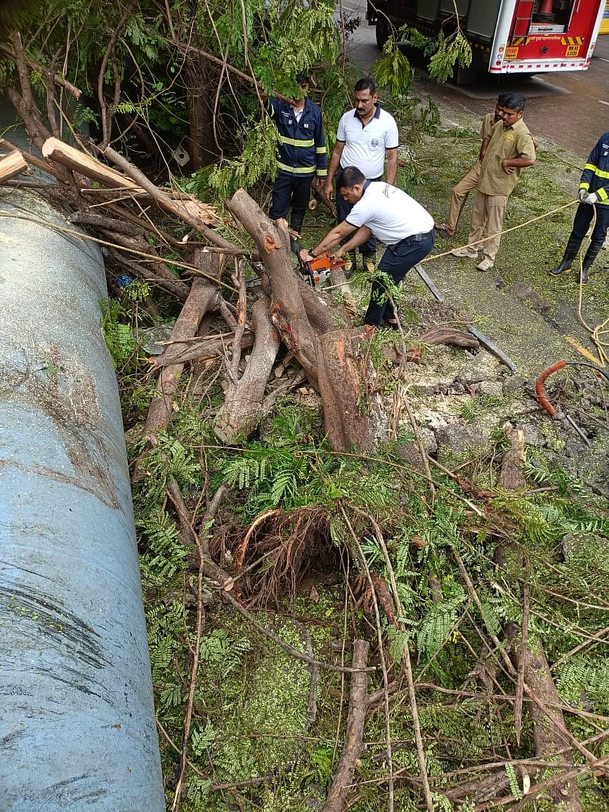 Tree Fall Incidents