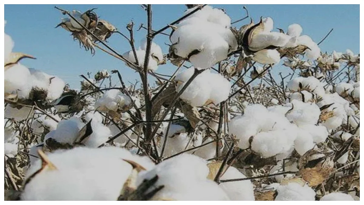 Cotton Imports Made Duty-Free Till September, Move Seen As Goodwill Gesture To US