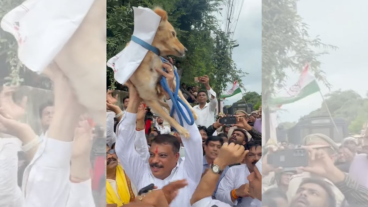 Madhya Pradesh: As Collector Does Not Come, Congress Gives Memo To Dog