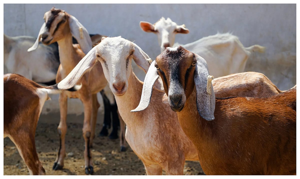 Rajasthan: 3,160 Goat Farm Scams Registered, Over ₹2.7 Crore Duped From Victims 