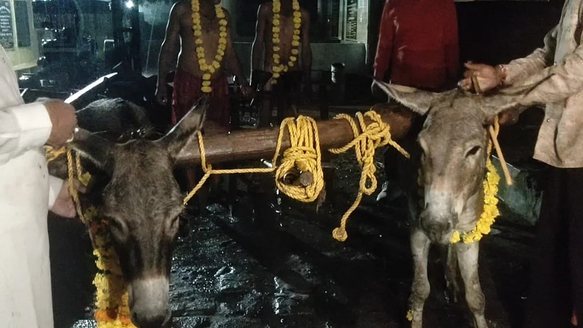 Madhya Pradesh: Locals Plough Crematorium With Donkeys, Sow Salt To Please Rain God In Mandsaur | FP Photo