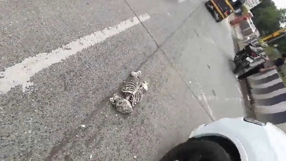 Pune VIDEOS: Chaos In Pune’s Yerawada After Skeleton Spotted On Street; Police Clarify It’s Artificial