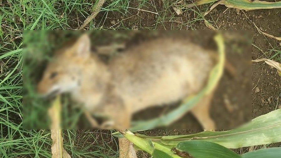 Madhya Pradesh: Two Jackals Electrocuted In Dhar, Accused On The Run