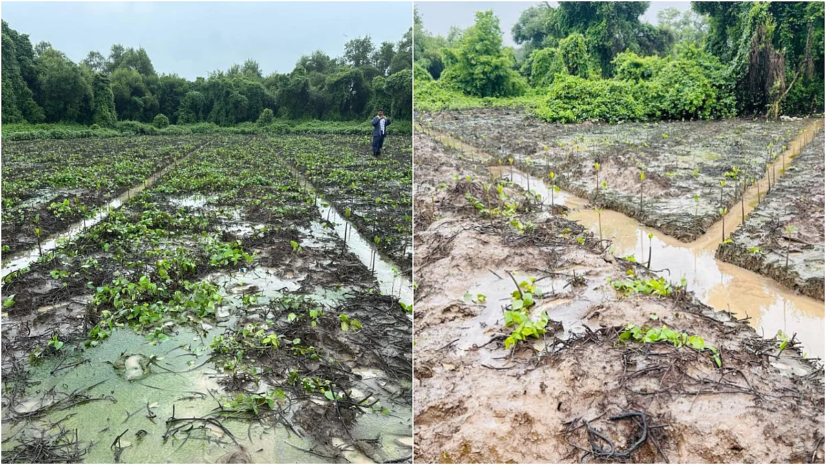 Compensatory mangrove plantations in Thane district against BMC's Malad STP project