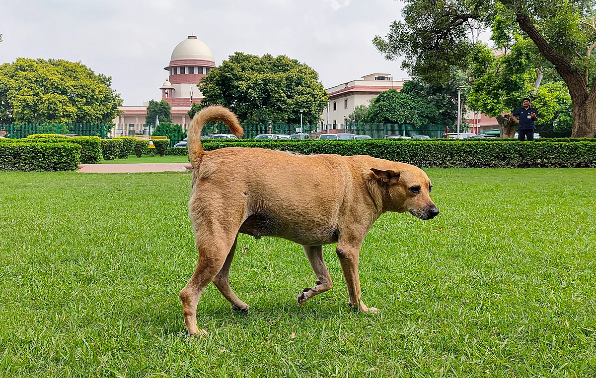 A stray dog clicked in background of SC
