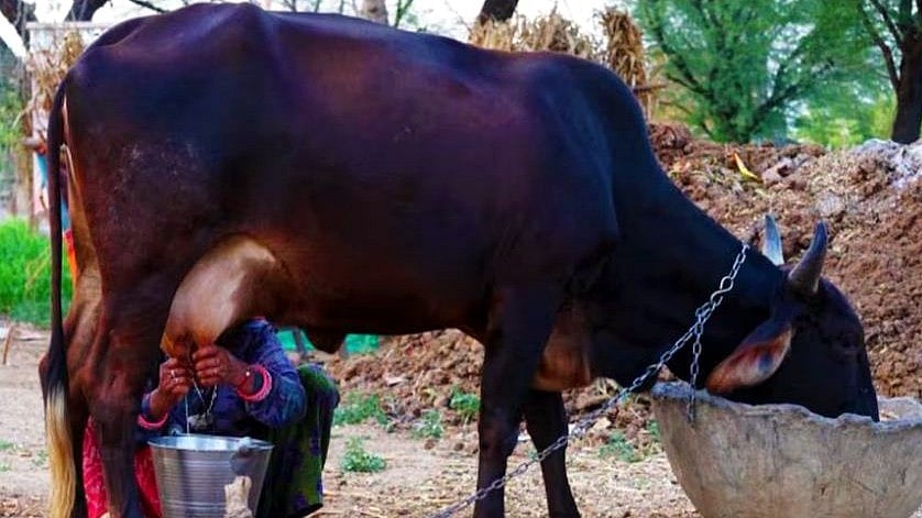 Milk Adulteration Crackdown Pushes Up Dairy Cattle Prices In Beed