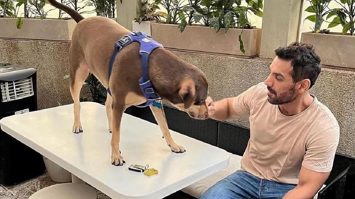 'On Behalf Of Dogs, I Am Thankful To The Supreme Court': John Abraham Reacts To SC Modifying Its Verdict On Stray Dogs