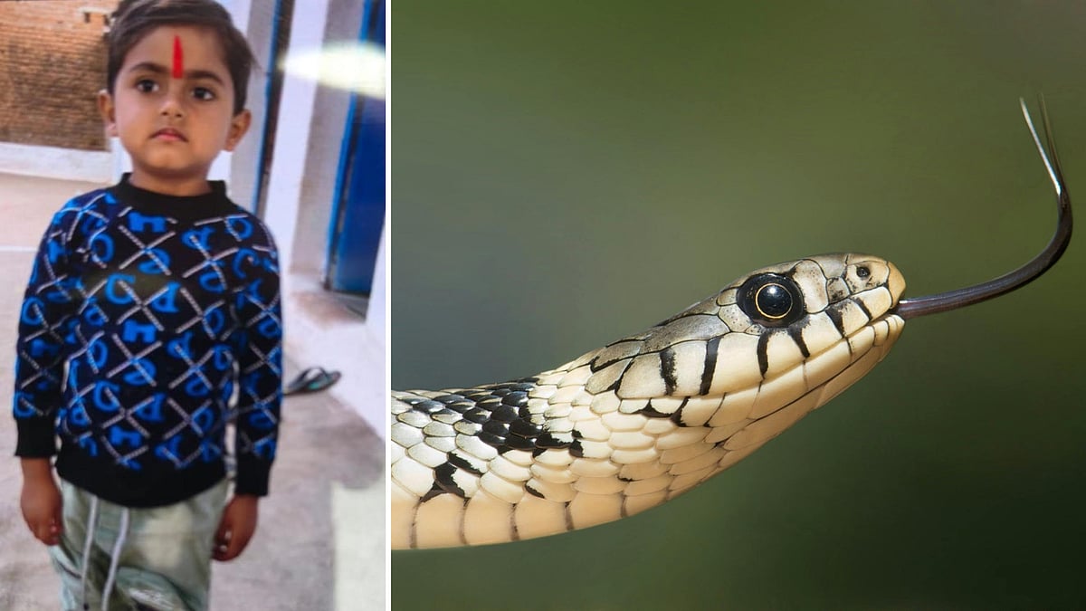 Tragic! 4-Year-Old Dies After Snakebite While Playing In Field In MP's Chhatarpur | FP Photo