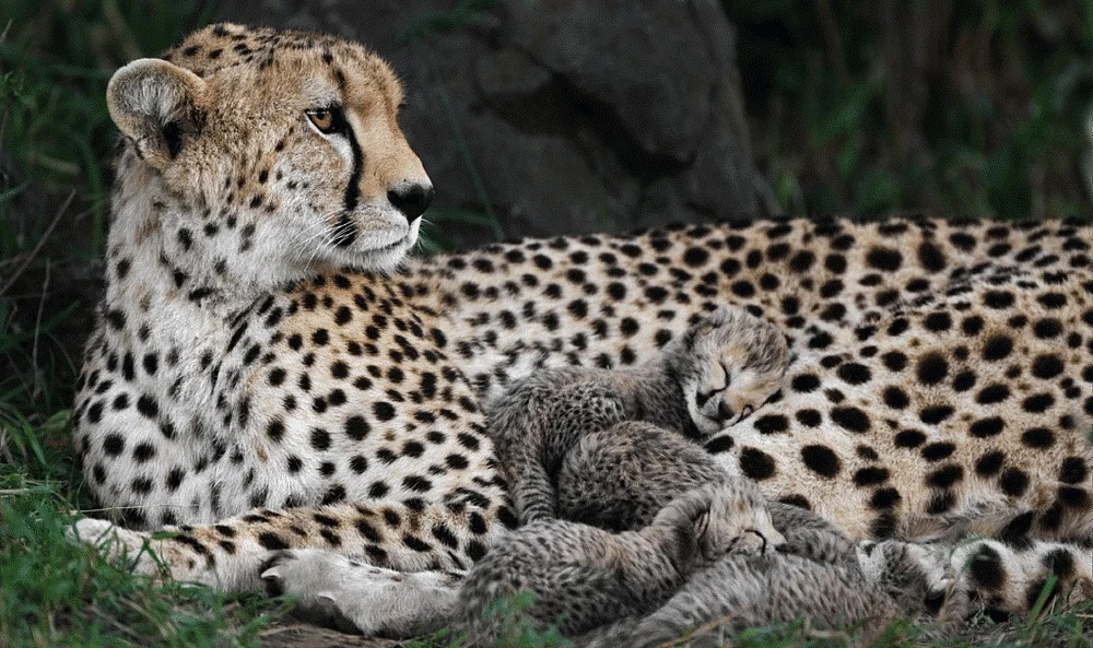 Madhya Pradesh's Gandhi Sagar Sanctuary Eyes Bigger Habitat For Cheetahs, Prey