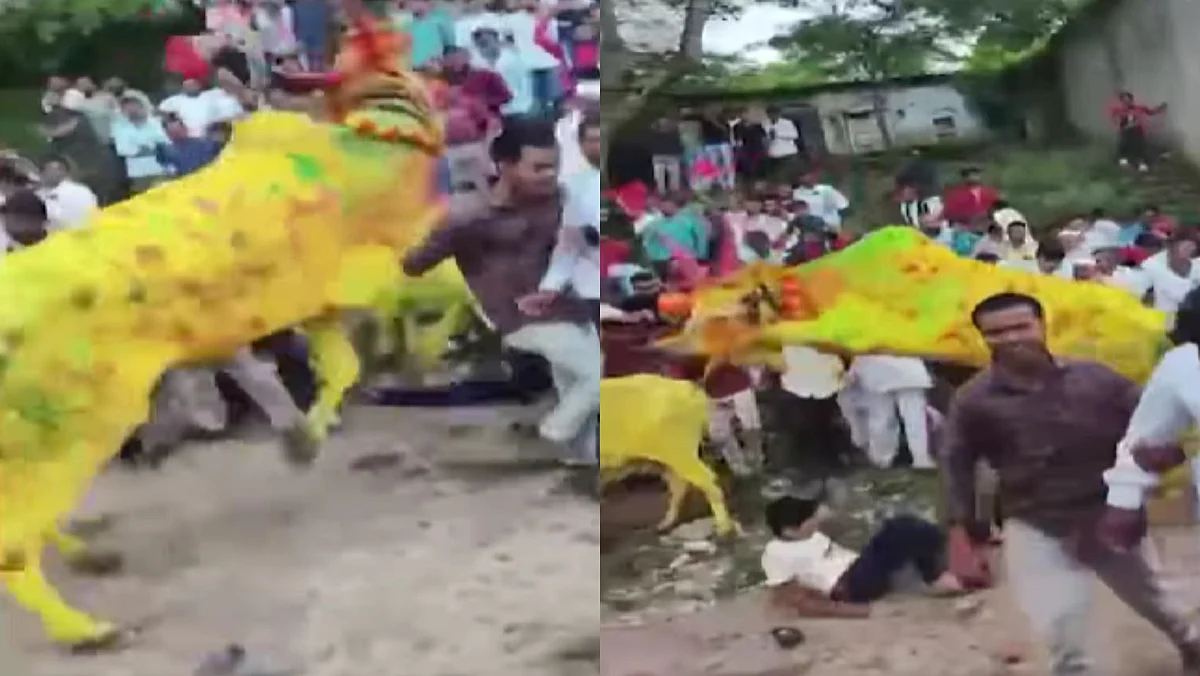 VIDEO: Chaos At Bail Pola In Maharashtra's Chhatrapati Sambhajinagar As Bull Goes Out Of Control;...