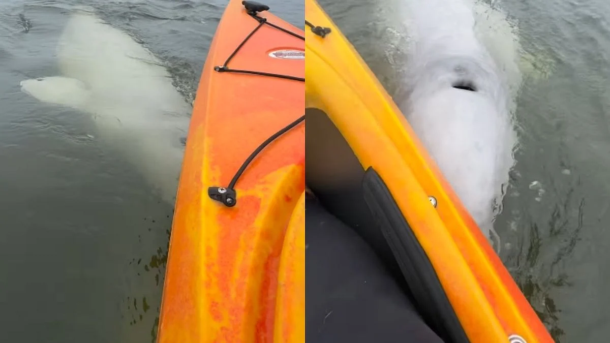 Tourist Receives Warm Welcome From Beluga Whales While Kayaking In Canada; Watch Adorable Video
