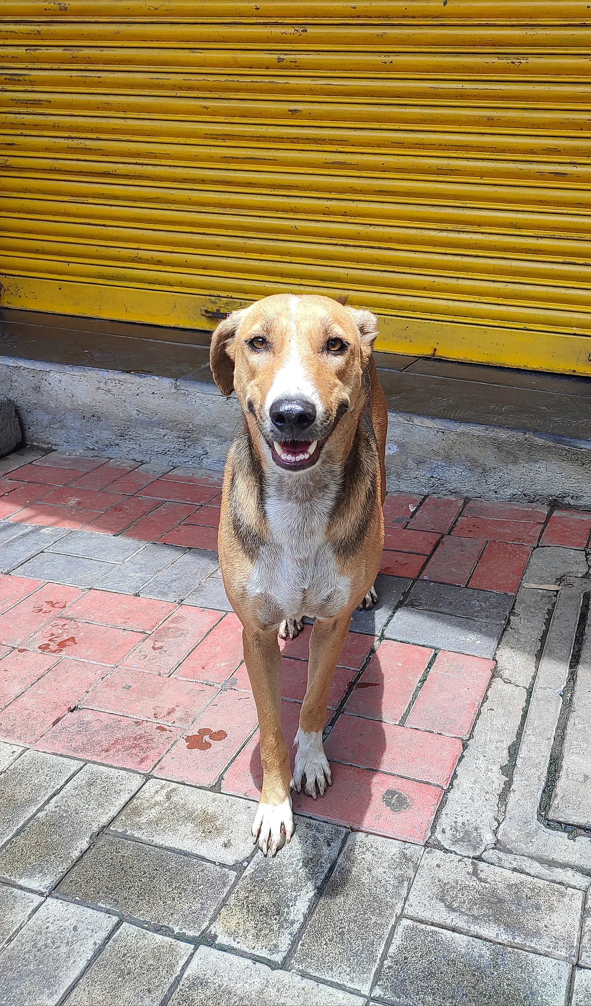 Stray Dogs In Pune