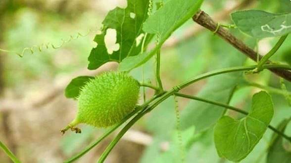 Palghar To Host Wild Vegetable Festival To Boost Tribal Livelihoods