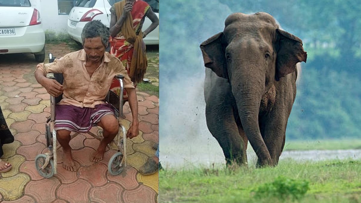 60-Year-Old Man Attacked By Stray Elephant In MP's Dindori, Panic Grips Villagers