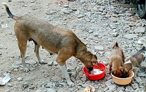 Dog Sterilisation Doubles, But Feeding Plan On Pause In Bhopal