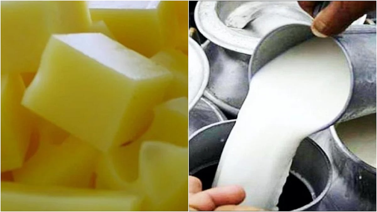 Mumbai News: FDA Destroys 218 Kg Cheese & 478 Litres Milk Worth ₹54,000 In Festive Season Adulteration Crackdown