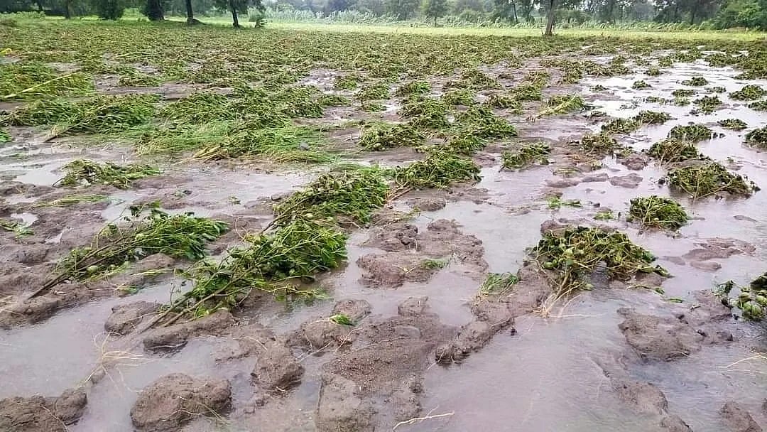 Hingoli Crop Loss: Heavy Rains Destroy Kharif Crops On 86K Hectares Of Land | File Photo