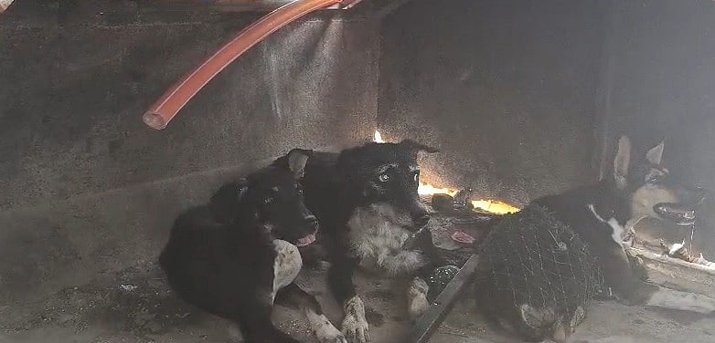 The dog caught by Municipal workers