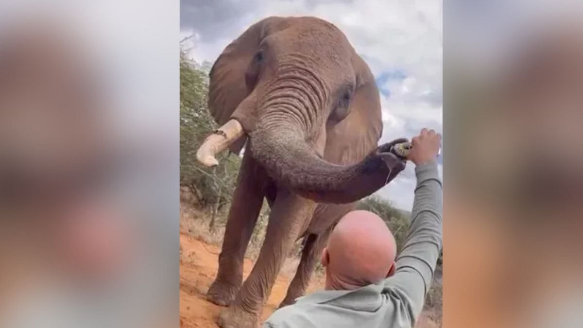 Spanish Tourist Pours Beer Down Elephant’s Trunk In Kenya; Investigation Launched After Video Goes Viral