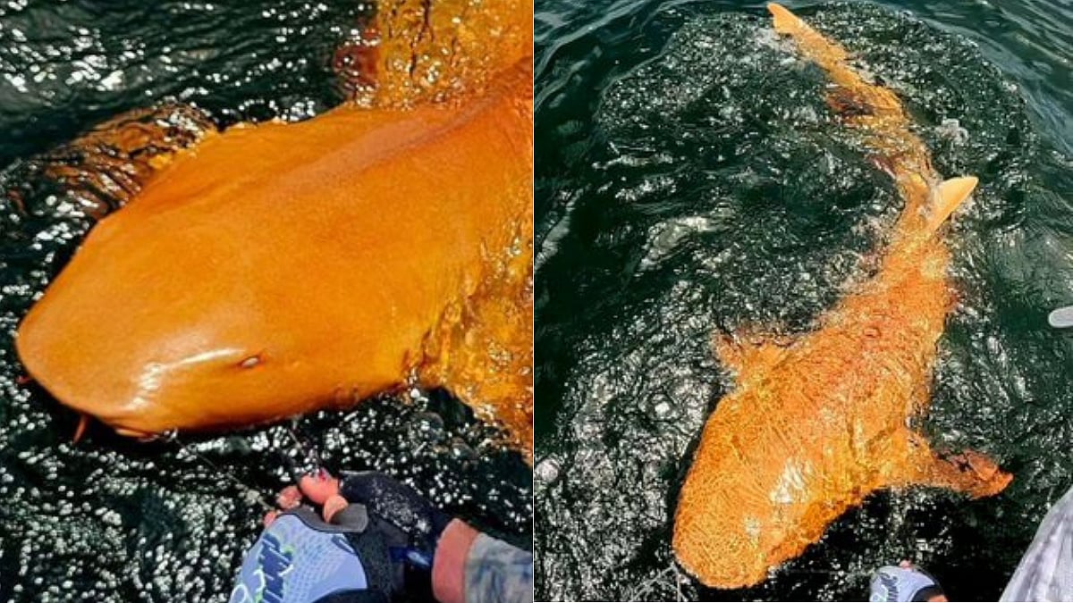 In Pictures- Rare Bright Orange Shark Discovered In Costa Rica; Scientists Explain Reasons Behind Its Genetic Conditions | X @Dexerto