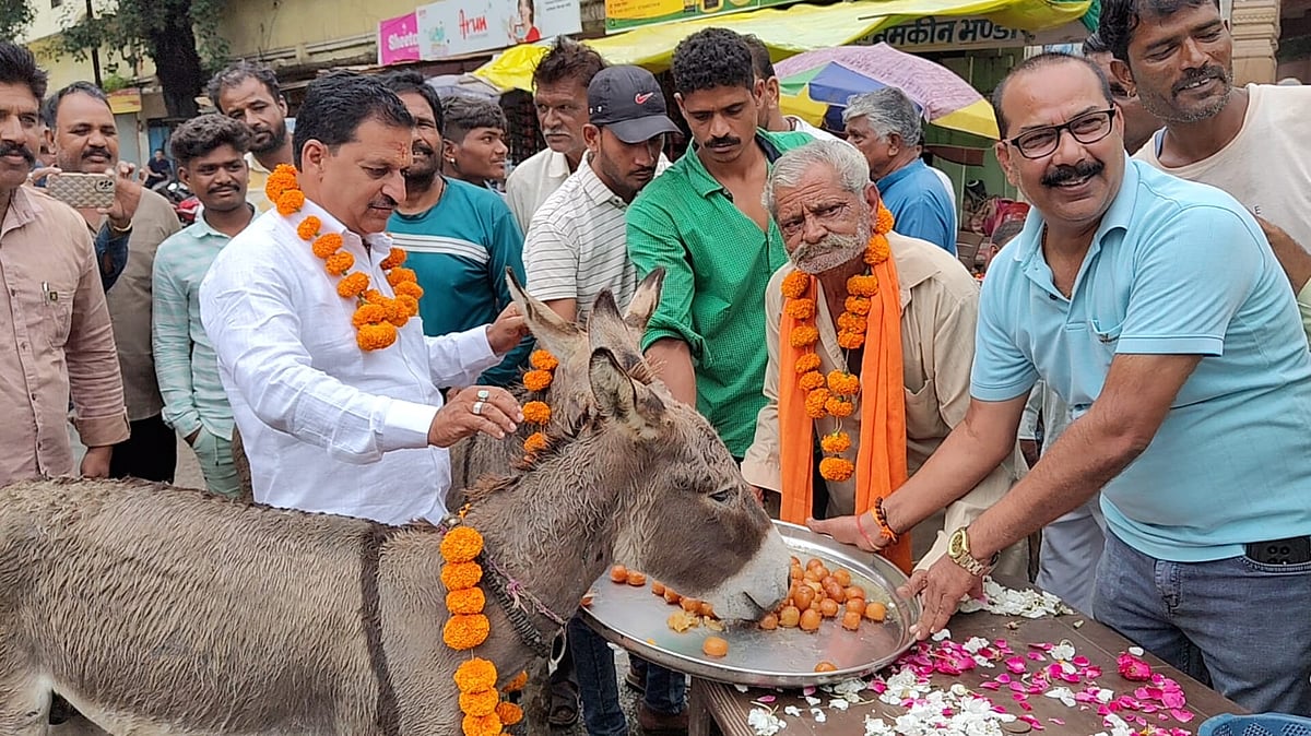 Bizarre! After Donkey-Ploughing and Naked Ride Ritual To Invoke Rain, Mandsaur Villagers Celebrate Showers By Feeding Donkey Gulab Jamuns | FP Photo