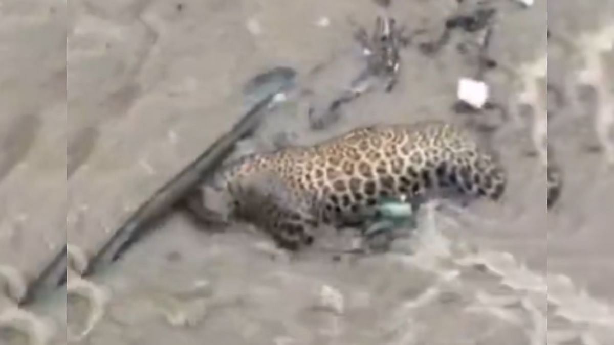 Uttarakhand Flash Floods: Heartbreaking Visuals Of Motionless Leopard Drowned In Heavy Floodwaters Surface On Internet