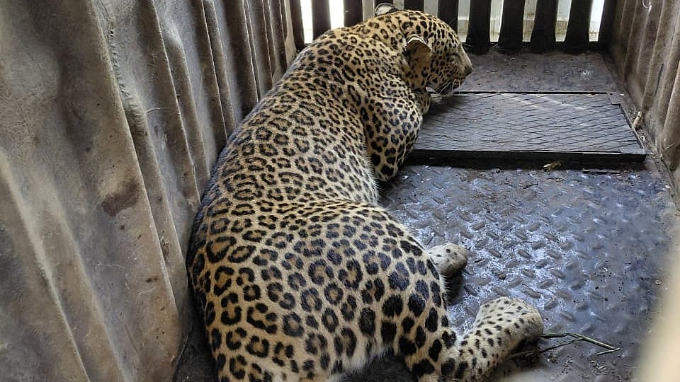 Third Leopard Captured In Nashik’s Vadner Dumala Following Child Attack