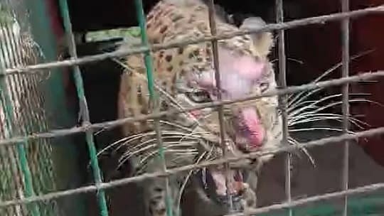 Madhya Pradesh: Forest Department Captures Leopard Captured After Week-Long Hunt Near Barwani | FP Photo
