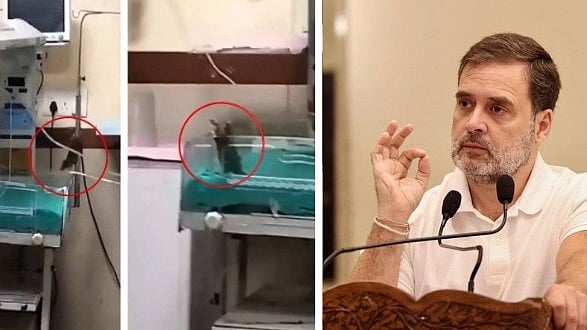 'Sharam Se Sir Jhuka Lena Chahiye': Rahul Gandhi Slams Govt After Two Newborns Die Of Rat Bite In...