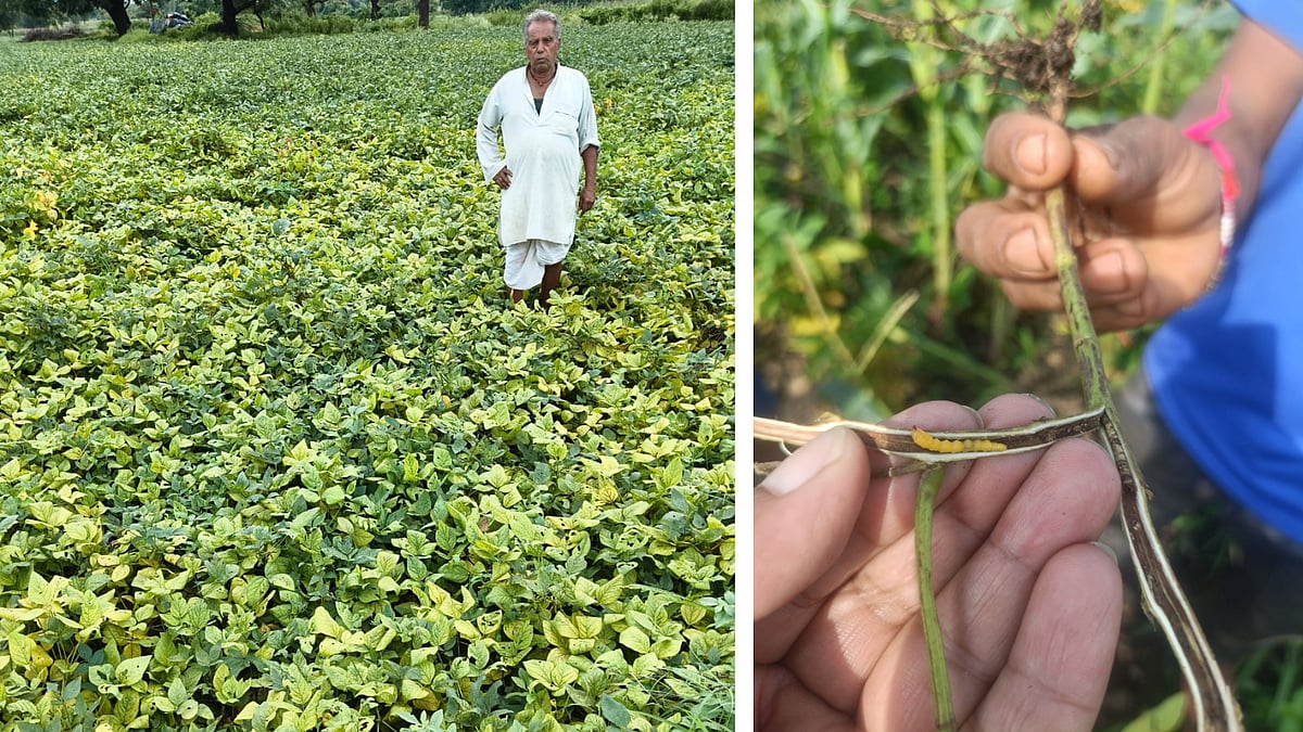 Yellow Mosaic Virus Destroys Soybean Crops On 1000 Hectares; With Up To 80% Damage In MP's Petlawad
