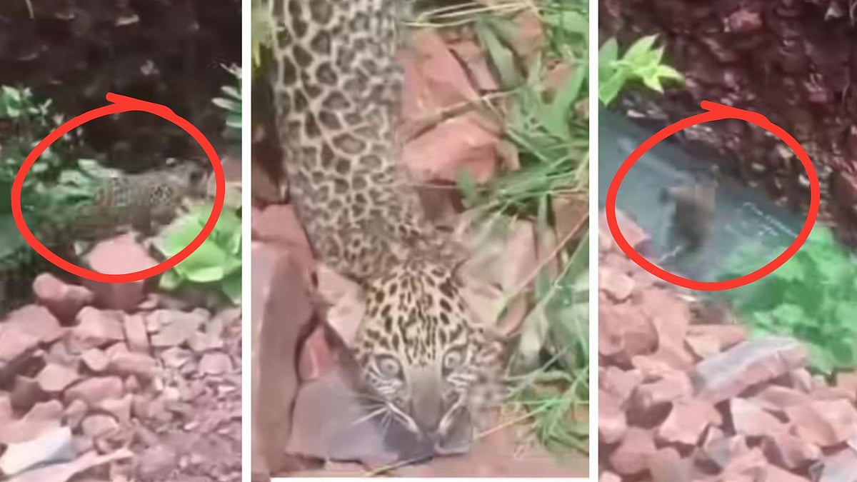 Viral Video Shows Men Chasing Tiny Leopard Cubs Near Omkareshwar, One Cub Jumps Into Trench In Fear