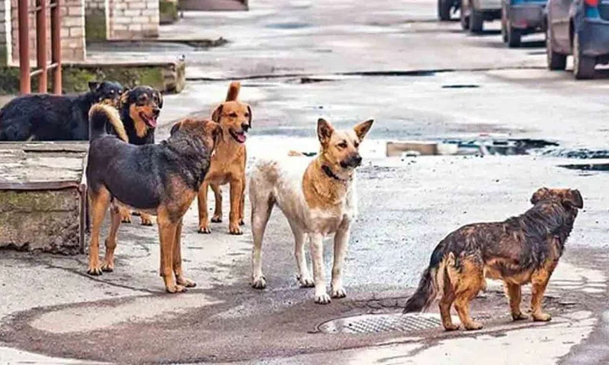 Video: Class 1 Student Mauled By Pack Of Stray Dogs Inside School Premises In Telangana's Mancherial