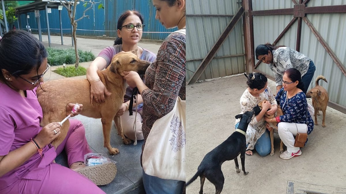 22 Feeders Stand Against 600 Residents Over Feeding Stray Dogs Amid Lack Of Feeding Spots In Thane's Upscale Township |