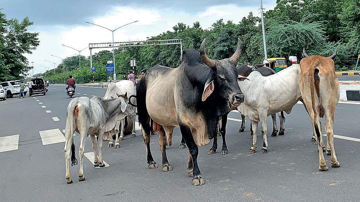 54-Year-Old Woman Dies After Stray Bull Attacks Her While Sweeping Outside Home In MP's Chhatarpur