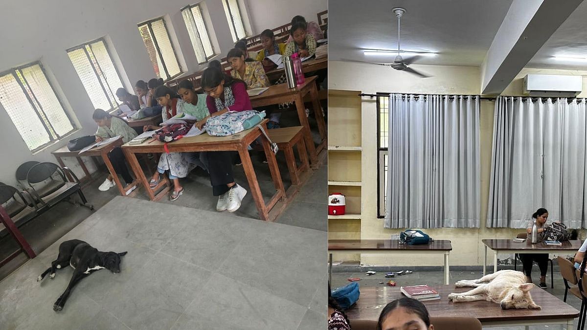 Students In Fear? Viral Post On Stray Dogs Sleeping In Classroom Of Gurugram College Sparks Debate,...