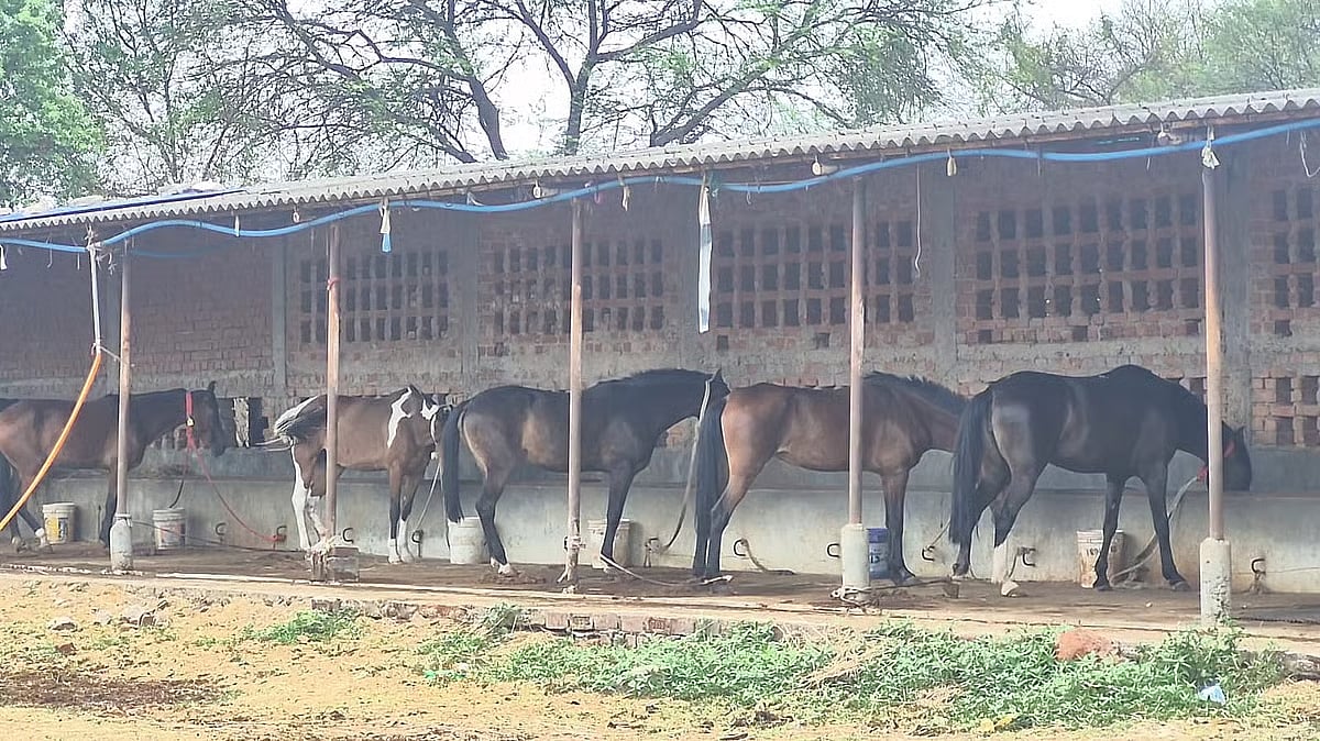 One More Hyderabad Horse Dies In Jabalpur Under Mysterious Circumstances; Toll Jumps To 20