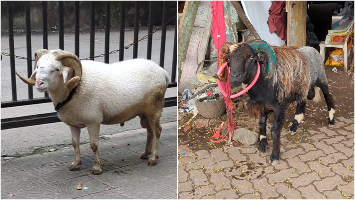 Court grants interim custody of rams seized from illegal fight in Bandra to PETA India
