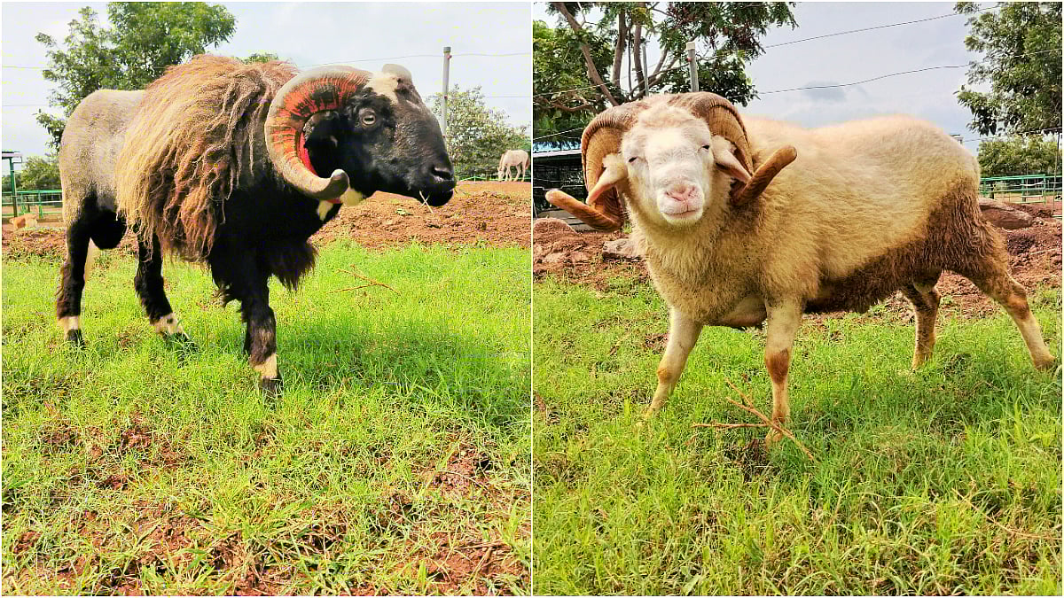 VIDEO: PETA India Granted Interim Custody Of 2 Rams Seized From Illegal Fight Near Bandra Terminus