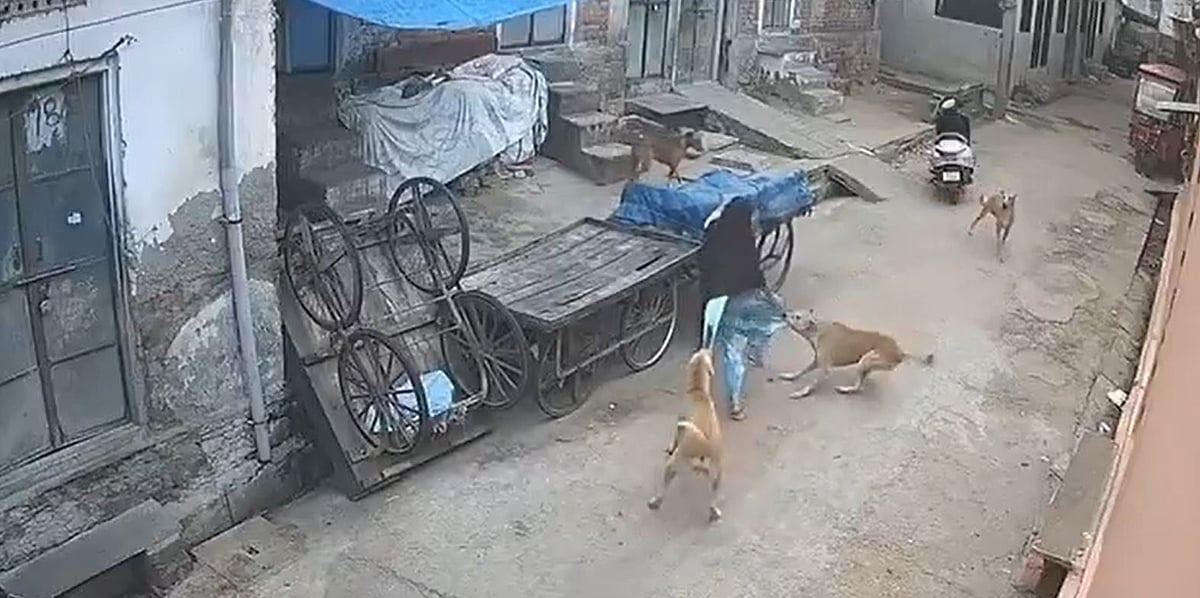 On Camera: Pack Of Stray Dogs Attack Woman Outside Her Home In Jaipur