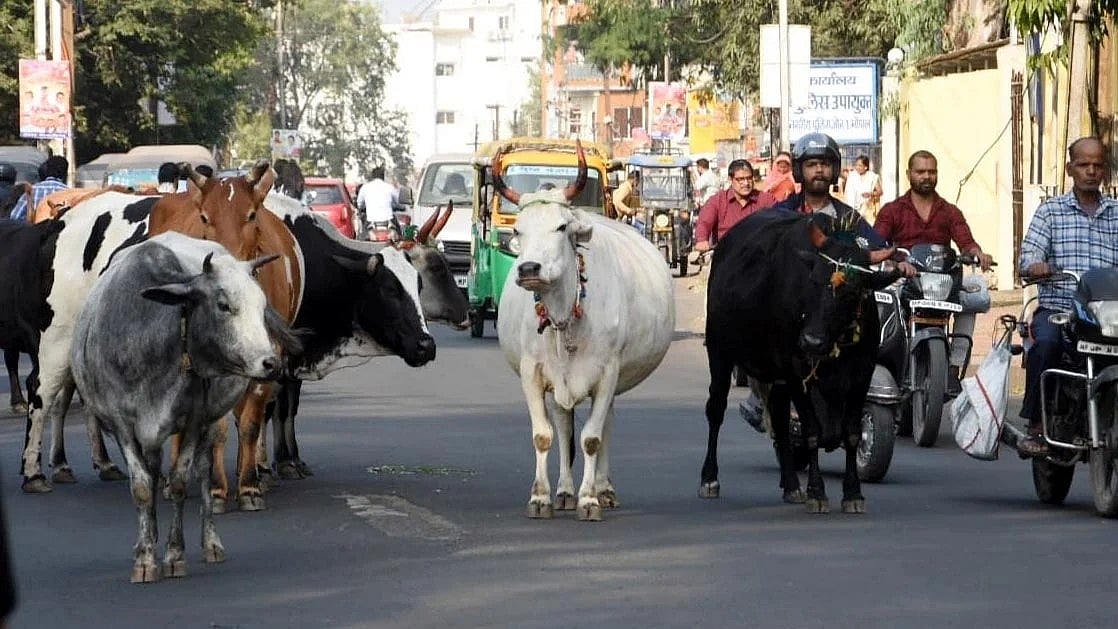 Gau Samvardhan Board Issues Tender To Establish Swavlambi Gau Shala In 13 Madhya Pradesh Districts