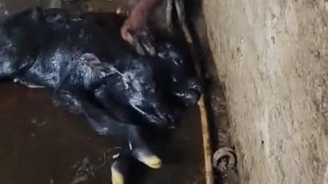 Kolhapur Video: Rare Two-Headed Buffalo Calf Born In Banage Village Surprises Locals | Video Grab