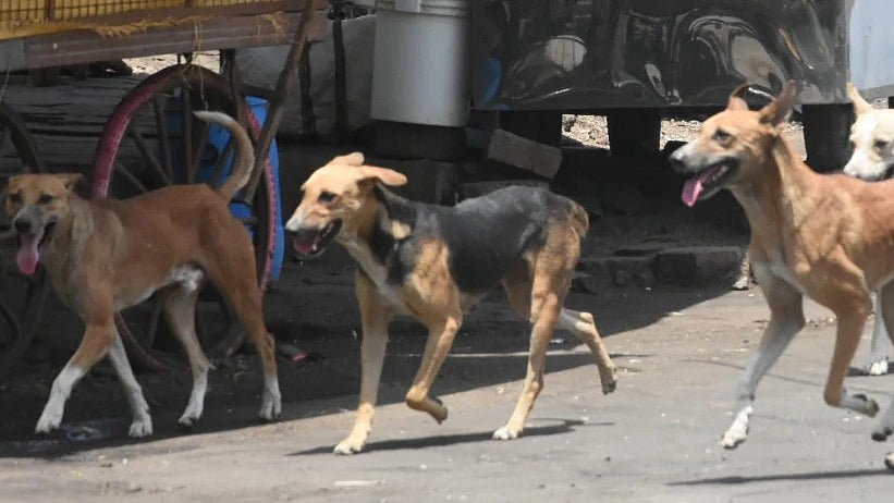 UP Stray Dogs To Face 'Life Imprisonment' If Found Biting Humans Twice, 10-Day Confinement For First-Time Offenders