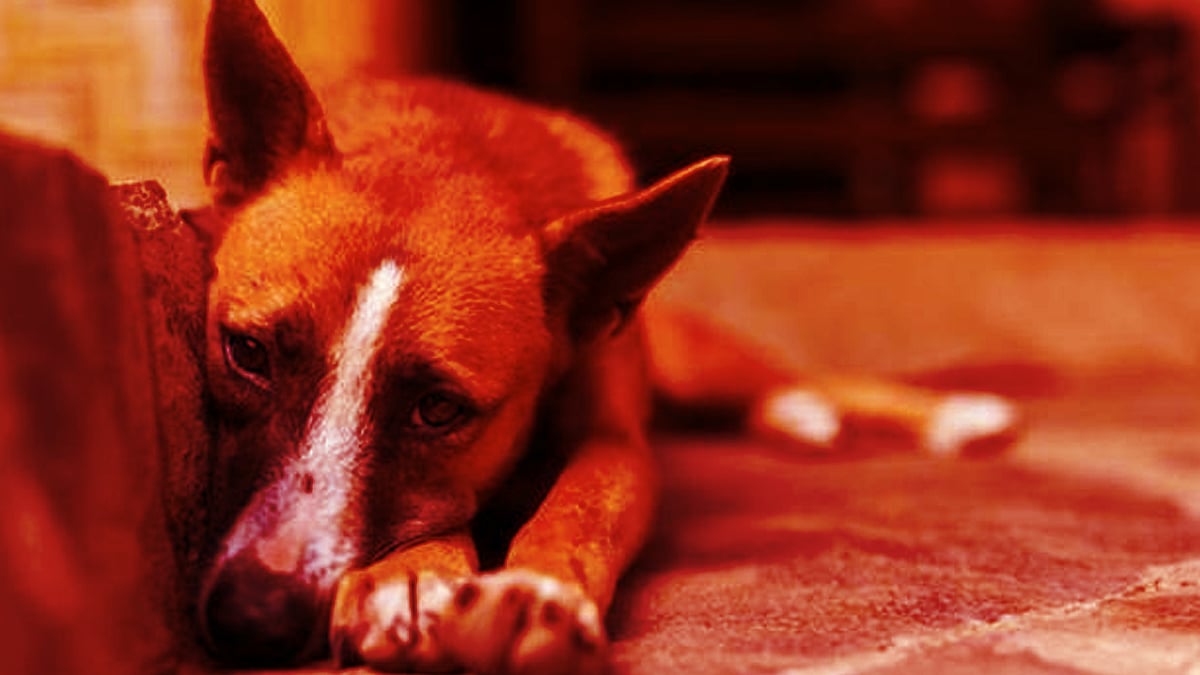 Thane Shocker! Man Kills Stray Dog, Plays With Its Eyeball On Public Road In Mumbra; Case Registered | Representative Image