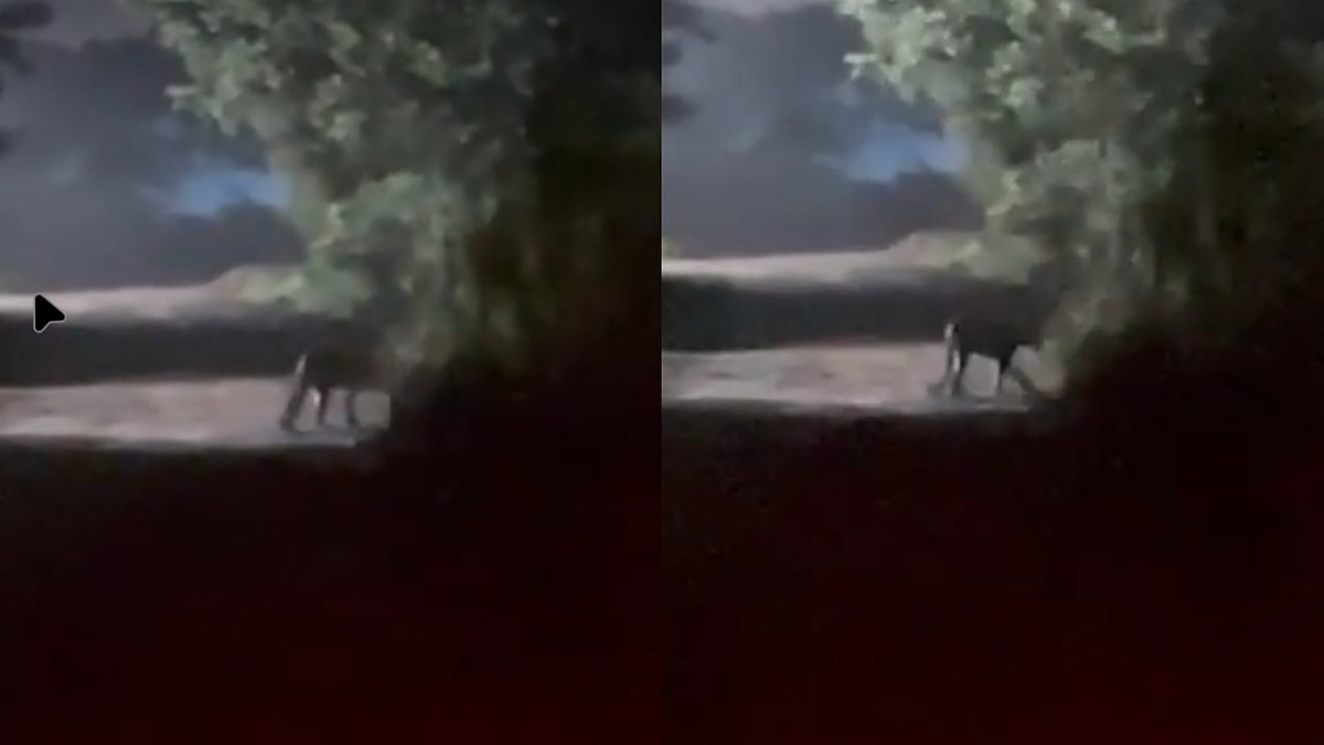 Pune VIDEO: Residents Panic After Leopard Spotted Roaming Freely In Maval Taluka Near Talegaon Dabhade