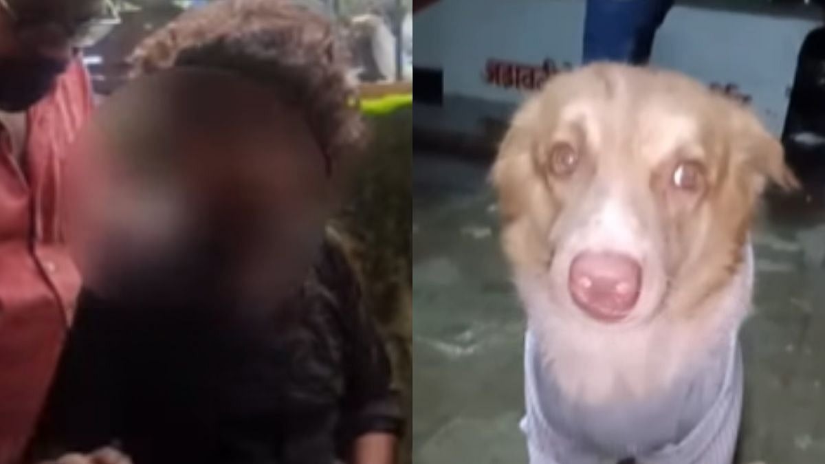 Mumbai News: Four Restaurant Workers Arrested For Brutally Assaulting An Abandoned Stray Dog In Mira...