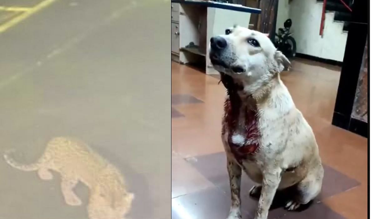 Leopard Enters Residential Society, Attacks Stray Dog | X/@mulund_info