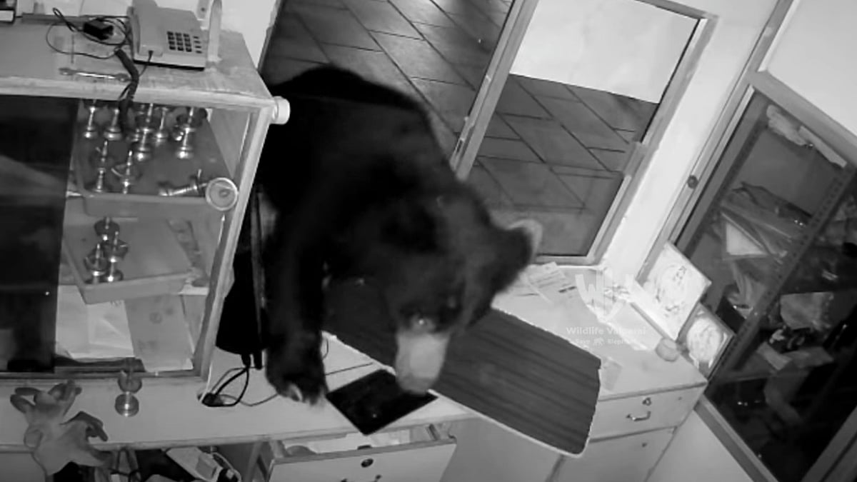 Caught On Camera: Massive Bear Enters Temple In Ooty In Search Of Food; Sparks Panic Among Locals