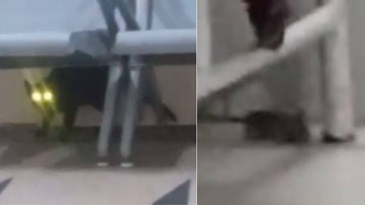Indore: Tom & Jerry Trouble For MY Hospital Patients |