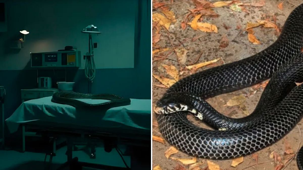Snake Found In Operation Theatre Of Jhansi’s Maharani Laxmibai Medical College, Forest Department Rescues It Safely