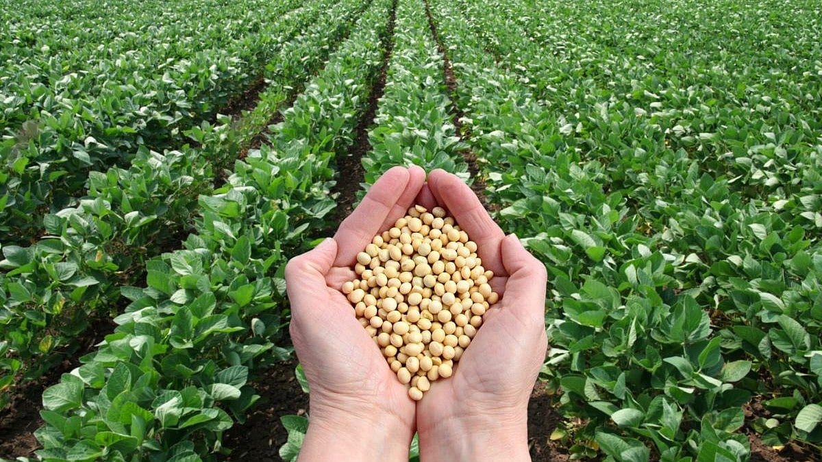 Soya Farmers In Distress As Prices Crash, Says Farmer Leaders At Indore’s Lakshmibai Mandi
